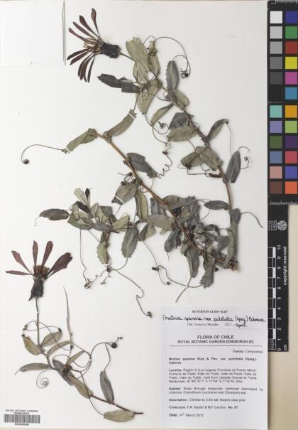 Mutisia spinosa var. pulchella [Espécimen: ]
