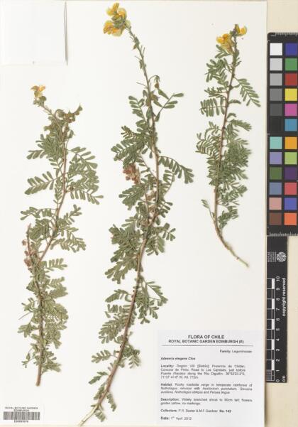Adesmia propinqua [Espécimen: ]
