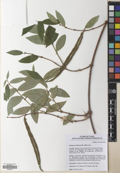 Elytropus chilensis [Espécimen: ]