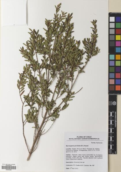 Myrceugenia parvifolia [Espécimen: ]