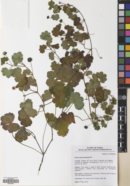 Hydrocotyle poeppigii [Espécimen: ]