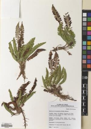 Austroblechnum lechleri [Espécimen: ]