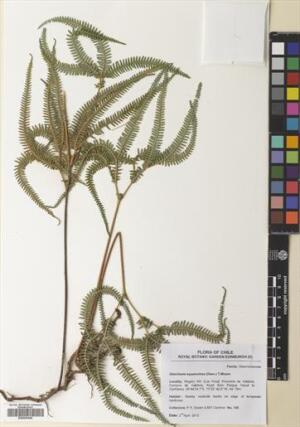 Sticherus squamulosus [Espécimen: ]