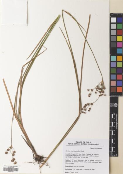 Juncus microcephalus [Espécimen: ]