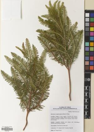 Sticherus cryptocarpus [Espécimen: ]