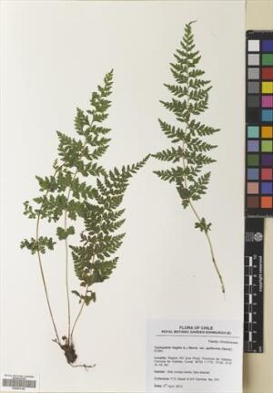 Cystopteris apiiformis [Espécimen: ]