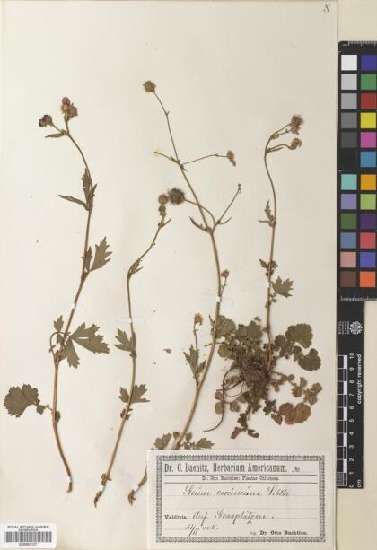 Geum quellyon [Espécimen: ]