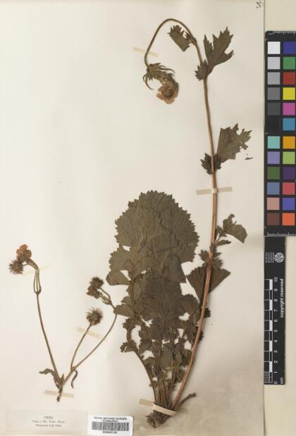 Geum quellyon [Espécimen: ]