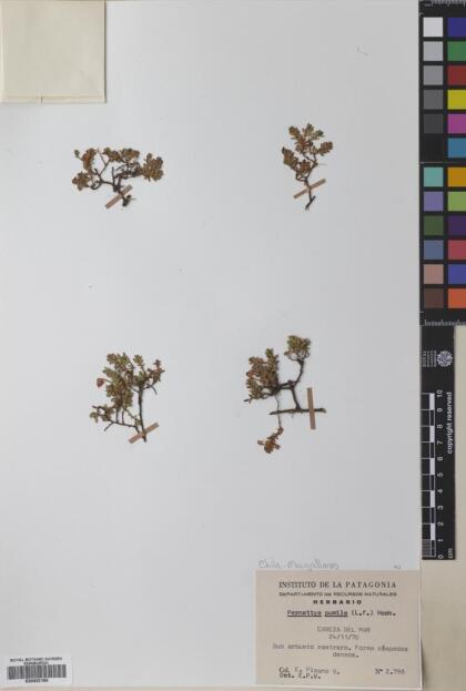Gaultheria pumila [Espécimen: ]