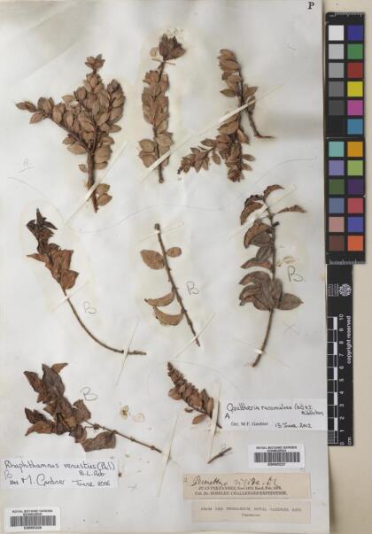 Rhaphithamnus venustus [Espécimen: ]
