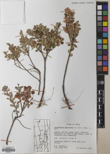 Gaultheria mucronata [Espécimen: ]