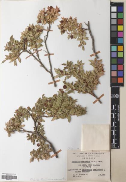 Gaultheria mucronata [Espécimen: ]
