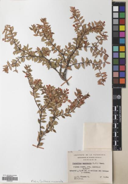 Gaultheria mucronata [Espécimen: ]