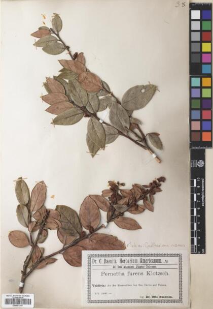 Gaultheria insana [Espécimen: ]