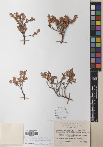 Gaultheria mucronata [Espécimen: ]