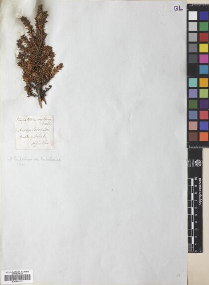 Empetrum rubrum [Espécimen: ]