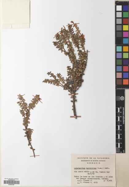 Lebetanthus myrsinites [Espécimen: ]