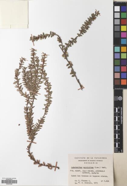 Lebetanthus myrsinites [Espécimen: ]