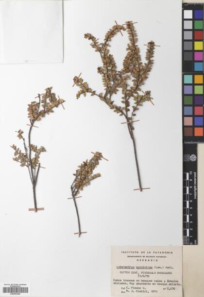 Lebetanthus myrsinites [Espécimen: ]