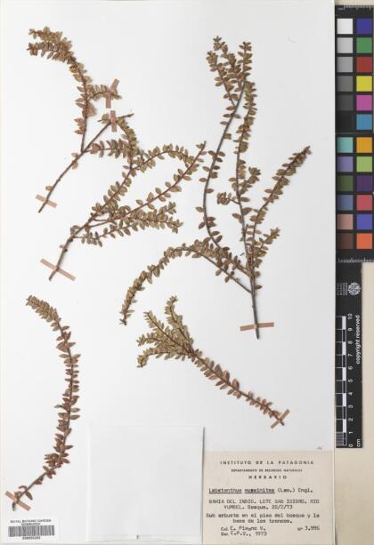 Lebetanthus myrsinites [Espécimen: ]
