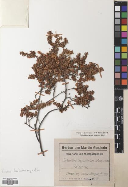 Lebetanthus myrsinites [Espécimen: ]