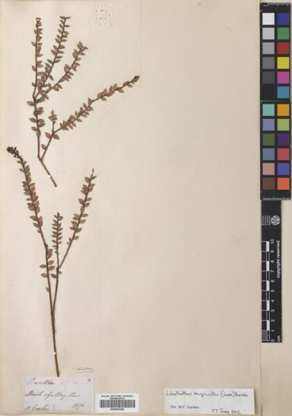 Lebetanthus myrsinites [Espécimen: ]