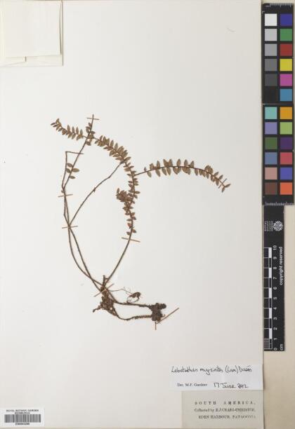 Lebetanthus myrsinites [Espécimen: ]