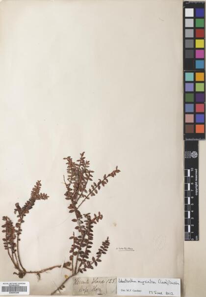Lebetanthus myrsinites [Espécimen: ]