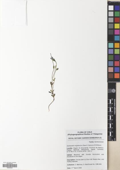 Gentianella magellanica [Espécimen: ]