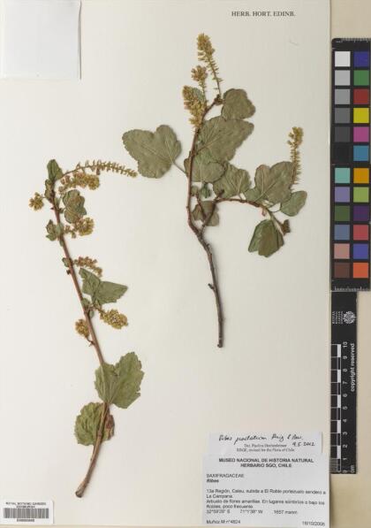 Ribes punctatum [Espécimen: ]
