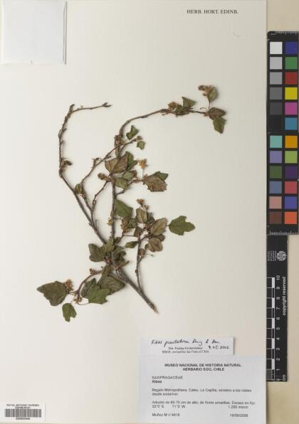 Ribes punctatum [Espécimen: ]