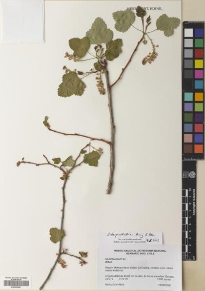 Ribes punctatum [Espécimen: ]