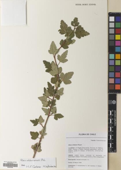 Ribes valdivianum [Espécimen: ]