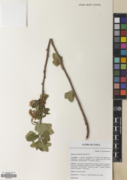 Ribes punctatum [Espécimen: ]