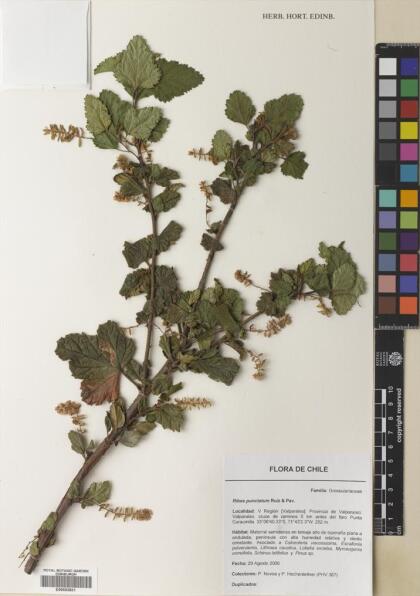 Ribes punctatum [Espécimen: ]