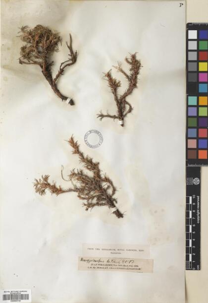 Margyricarpus pinnatus [Espécimen: ]