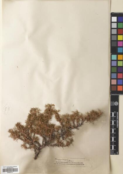 Margyricarpus pinnatus [Espécimen: ]