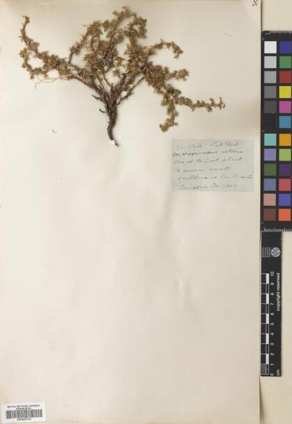 Margyricarpus pinnatus [Espécimen: ]