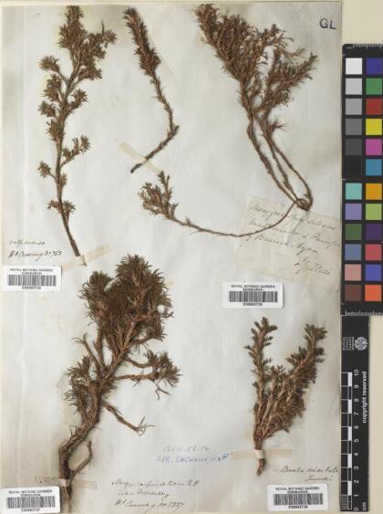 Margyricarpus pinnatus [Espécimen: ]