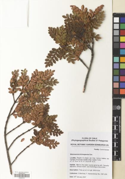 Weinmannia trichosperma [Espécimen: ]