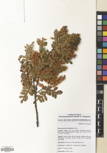 Weinmannia trichosperma [Espécimen: ]