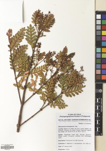 Weinmannia trichosperma [Espécimen: ]