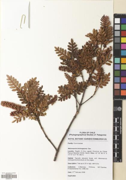 Weinmannia trichosperma [Espécimen: ]