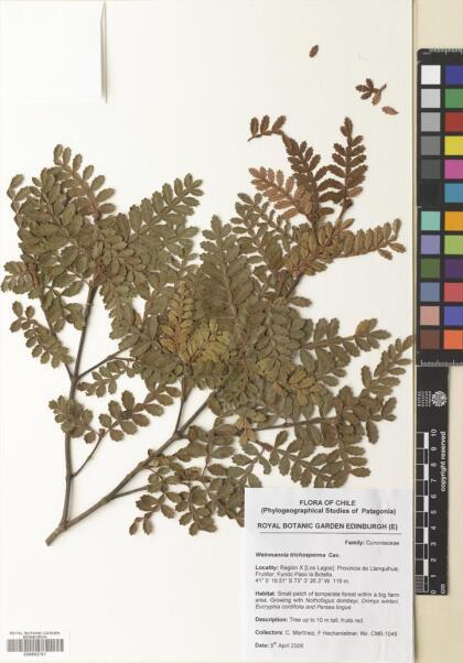 Weinmannia trichosperma [Espécimen: ]
