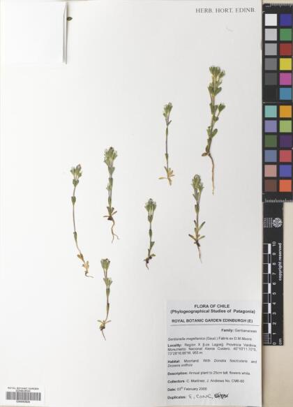 Gentianella magellanica [Espécimen: ]