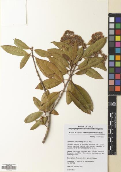 Caldcluvia paniculata [Espécimen: ]