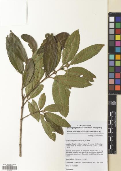 Caldcluvia paniculata [Espécimen: ]
