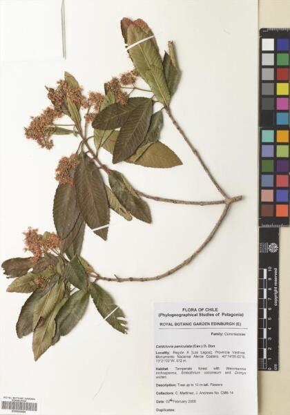 Caldcluvia paniculata [Espécimen: ]