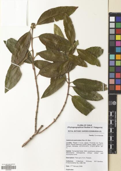 Caldcluvia paniculata [Espécimen: ]