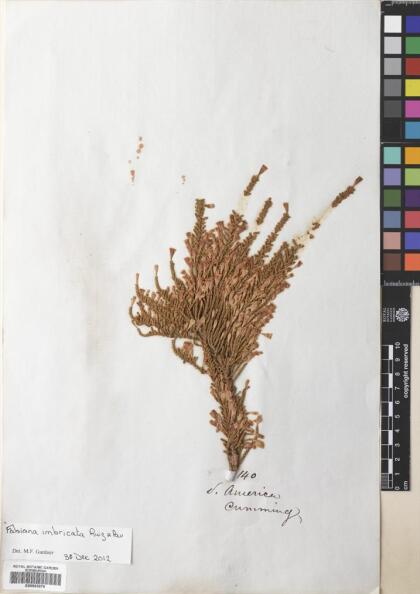 Fabiana imbricata [Espécimen: ]